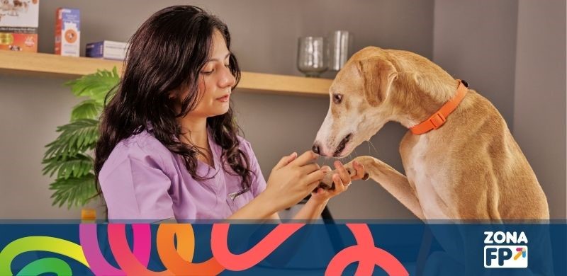 Cómo acceder a Veterinaria desde Formación Profesional